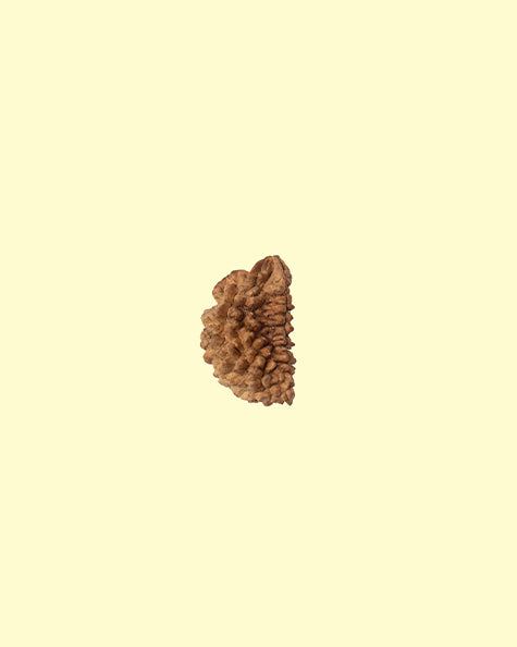 1 Mukhi 1