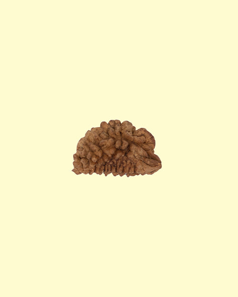 1 Mukhi 2