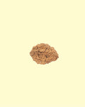 2 Mukhi