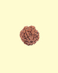 4 Mukhi