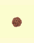 6 Mukhi