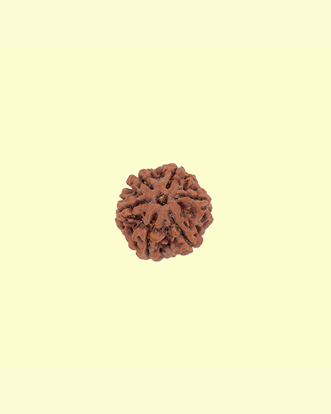 6 Mukhi