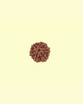 6 Mukhi 2