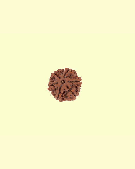 6 Mukhi 2