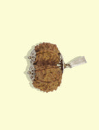 Rudraksha Pendant with Metal Cap