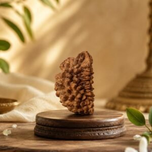 1 Mukhi Rudhraksh