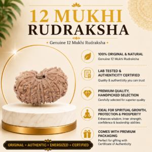 12 Mukhi Rudhraksh