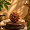 12 Mukhi Rudhraksh