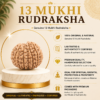 13 Mukhi 13 Mukhi Rudhraksh