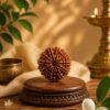 9 Mukhi Rudraksha 9 Mukhi Rudhraksh