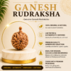 Ganesh Rudraksha
