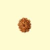 10 mukhi 10 Mukhi Rudhraksh