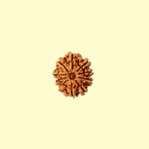 10 mukhi 10 Mukhi Rudhraksh