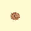 11 11 Mukhi Rudhraksh