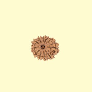 11 11 Mukhi Rudhraksh