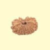 12 Mukhi Rudhraksh