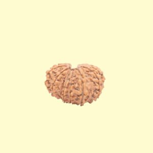 13 mukhi 13 Mukhi Rudhraksh