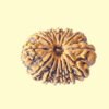 14 mukhi 14 Mukhi Rudhraksh