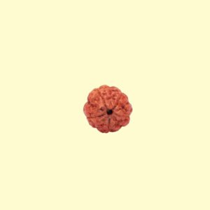 5 Mukhi Rudhraksh