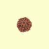 6 mukhi 6 Mukhi Rudhraksh