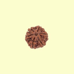 6 mukhi 6 Mukhi Rudhraksh
