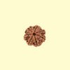 7 Mukhi Rudhraksh
