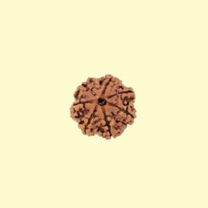 7 Mukhi Rudhraksh
