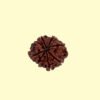 8 Mukhi Rudhraksh
