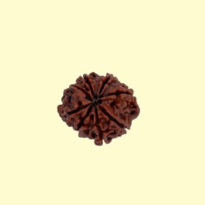 8 Mukhi Rudhraksh