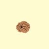9 mukhi 9 Mukhi Rudhraksh
