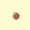 Ganesh Rudraksha
