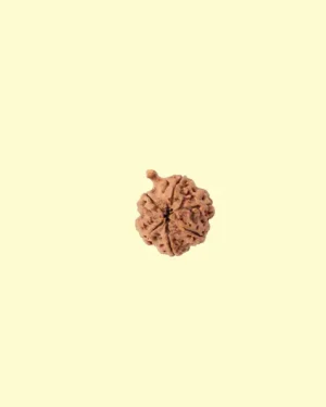 Ganesh Rudraksha